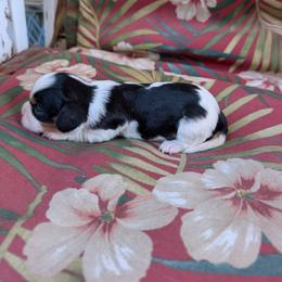 Zip - Tri-color male Cavalier King Charles Spaniel puppy in Ashwood, Oregon from Kelly Hendrix's Cavalier King Charles Spaniels & Toy Australian Shepherds