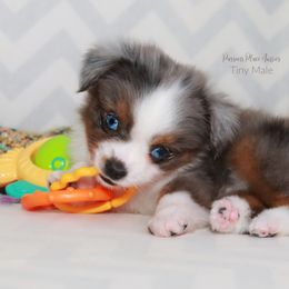 Miniature Australian Shepherd Puppies from Parsons Place Aussies