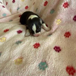 Sold female - Black and tan female Pembroke Welsh Corgi puppy in Jenkinsburg, Georgia from Red Elephant Farms