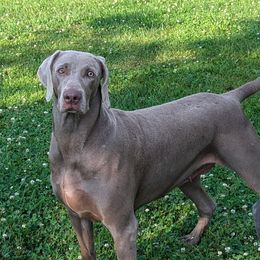 Norah - Weimaraner