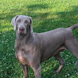 Norah - Weimaraner