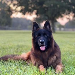 German Shepherd Puppies from Von Hazel Haus German Shepherds