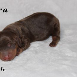 Zara - Chocolate and tan female Dachshund puppy in Paris, Texas from Kuttin’ Up Mini Aussies