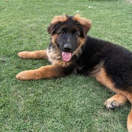 AKC Red Girl - Black and red female German Shepherd puppy in Bakersfield, California from Aguirre Farm