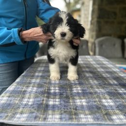 Bearded Collie and Border Collie Puppies from Beloved Bearded & Border Collies