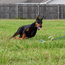 Seren - Doberman Pinscher