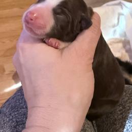 Walnut - Red tri female Miniature Australian Shepherd puppy in Romney, West Virginia from South Branch Mini Aussies