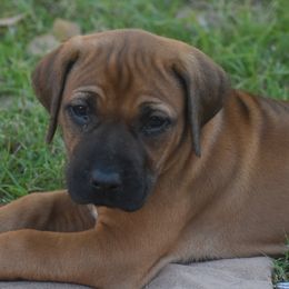 Ms. Purple (Rogue) - Rhodesian Ridgeback puppy from Karamojo Ridgebacks, Quality over Quantity