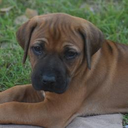 Ms. Purple (Rogue) - Rhodesian Ridgeback puppy from Karamojo Ridgebacks, Quality over Quantity