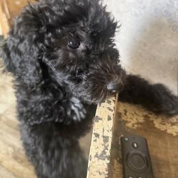 Vixee - Black female Goldendoodle puppy in Indian Mound, Tennessee from Dana Walters