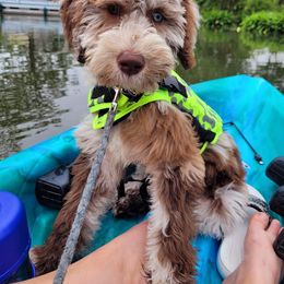 Bernedoodle and Goldendoodle All Grown Up from A.N.A. Doodles