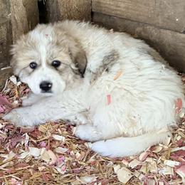 Puppy ID 1026252 - White and badger female Great Pyrenees puppy in Leicester, North Carolina from Randall Glen Pyrenees