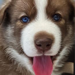 Boy 2 - male Native American Indian Dog puppy in Granby, Colorado from Turtle Island NAIDs
