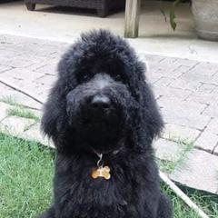 Goldendoodles and Labradoodles from Triple T Doodles