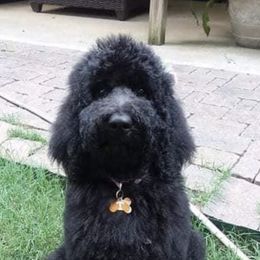 Goldendoodles and Labradoodles from Triple T Doodles
