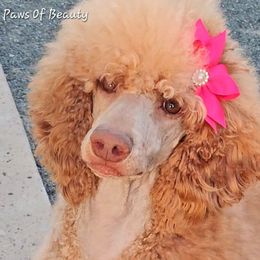Scarlett - Poodle