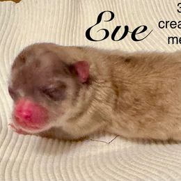 Eve - Cream sable female Pomeranian puppy in Eden, North Carolina from Whippoorwill Pomeranians