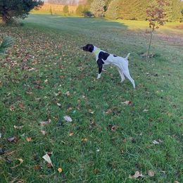 Perry - German Shorthaired Pointer