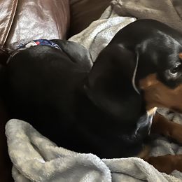 Louie - Dachshund