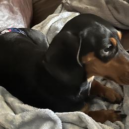Louie - Dachshund