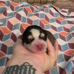 Mira - Tri-color female Pomsky puppy in Sumter, South Carolina from Emerald Skies Pomskies