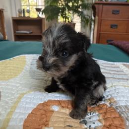 Queen B - Black and silver female Miniature Schnauzer puppy in Huron, Tennessee from Wilma's Paw-Paw Patch