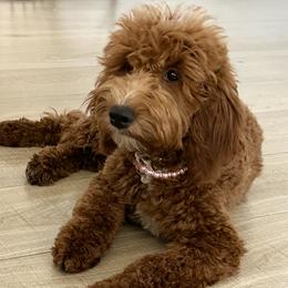Mable - Goldendoodle