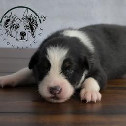 Dream - Black tri-color female Australian Shepherd puppy in Fultonville, New York from Sandy Aussies & Pomeranians