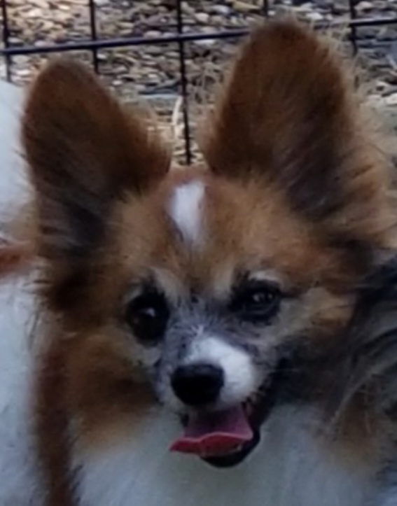 Reno - Papillon