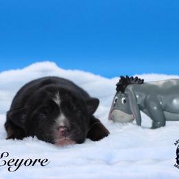 Eeyore - Black tri male Miniature Australian Shepherd puppy in Weeki Wachee, Florida from Arlington's Mini Aussies