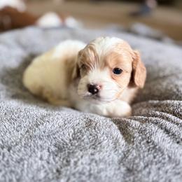 Peanut - Blenheim male Cavapoo puppy in Nevada, Missouri from Backroad Fur Babies