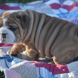 Girl 1 - Fawn female Bulldog puppy in Bradleyville, Missouri from HurstBulldogs