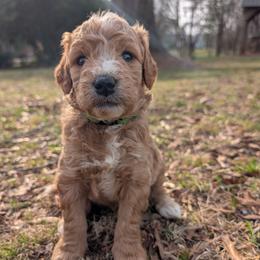 Green - Apricot male Goldendoodle puppy in Midland, North Carolina from Alger Farm, LLC