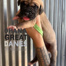 Huey - Fawn male Great Dane puppy in Michigan from Ohana Great Danes of Michigan