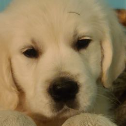 Golden Retrievers from Prairie Winds Goldens