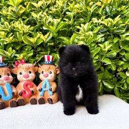 Black Girl. AKC - Black female Pomeranian puppy in Princeton, New Jersey from PureLove Poms.