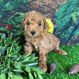 Yellow Collar Girl - Apricot female Goldendoodle puppy in Waterford, California from Windy Hill Doodles