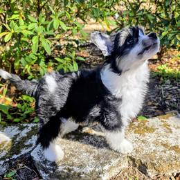 Ace - White and black male Chinese Crested puppy in Hernando, Florida from Bent Oak Chines Cresteds
