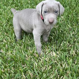 Girl 5 - Weimaraner puppy in Lone Camp, Texas from Bullard’s Weimaraners