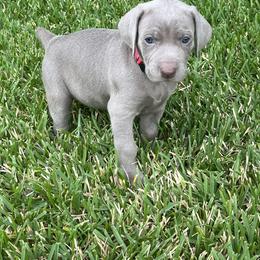 Girl 5 - Weimaraner puppy in Lone Camp, Texas from Bullard’s Weimaraners