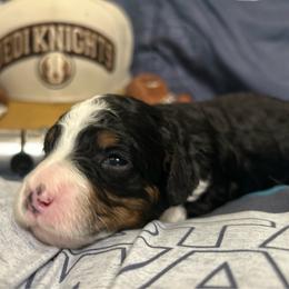 Rey - Tri-color female Bernedoodle puppy in Lone Jack, Missouri from Elite Bernedoodle Besties LLC