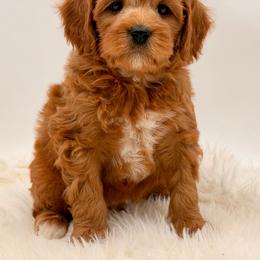 Boy 1 - Red male Cavapoo puppy in Pentwater, Michigan from Dumaw Creeks Pups
