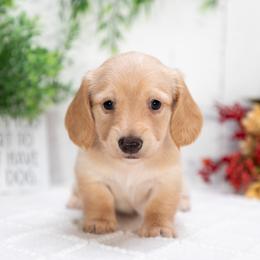Daisy - Red female Dachshund puppy in Lagrange, Indiana from Royal Paws