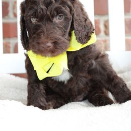 Labradoodle Puppies from Mountain Range Doodles