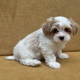 Havanese Puppies from Littlepage's Havanese