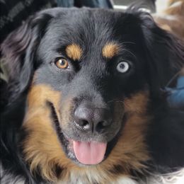 Australian Shepherds from Raven Ridge Aussie