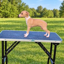 Boy 2 - male Italian Greyhound puppy in Jacksonville, Alabama from Adornare Kennels