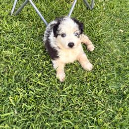 Boy 6 - Blue merle male Australian Shepherd puppy in Fontana, California from J.O Family Aussies