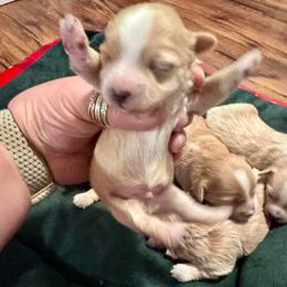 Harpo - Apricot male Maltipoo puppy in West Jordan, Utah from Mid Sized Maltipoos and More LLC