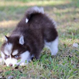 Snicker Doo - Chocolate female Pomsky puppy in Denham Springs, Louisiana from Bayouland Pomskies
